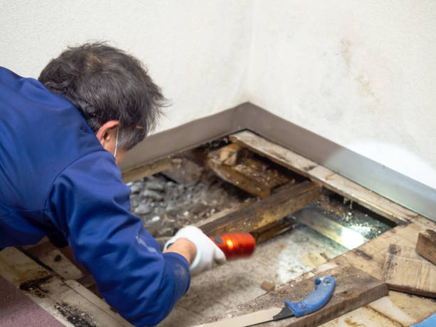 Best Local Mold Removal Service  in Oak Hills, OR