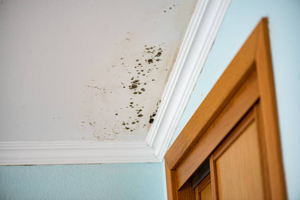 Best Best Mold Removal Companies  in Oak Hills, OR