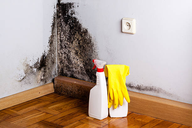 Best Residential Mold Removal  in Oak Hills, OR