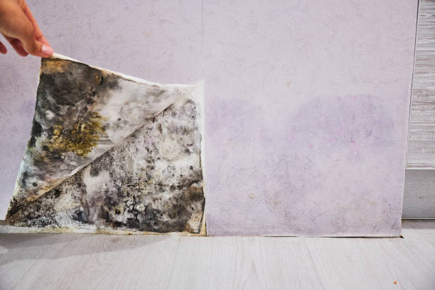 Best Emergency Mold Removal  in Oak Hills, OR